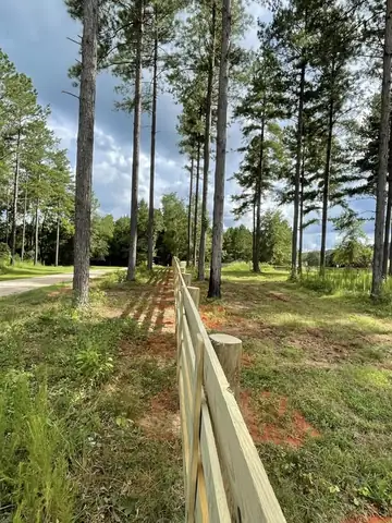 Rail fence running through a stand of pines